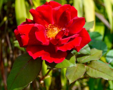 Bahçenin güneş ışığında güzel kırmızı bir gül. 