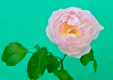 Pembe arka planda pembe gül.