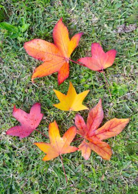 kırmızı ve sarı yapraklar çimlere döküldü.