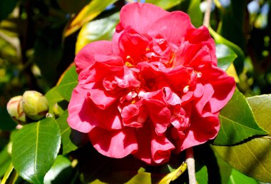 Bahçedeki kırmızı kamelyanın yakın çekimi.. 
