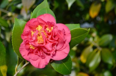 Bahçenin güneşinde kırmızı bir kamelya. 