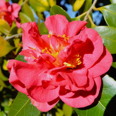 Bahçenin güneşinde parlak kırmızı kamelyalar.