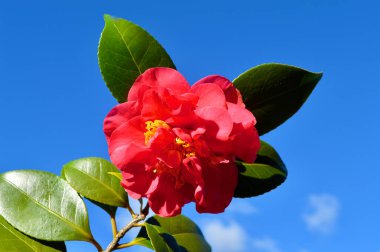 Bahçenin güneşinde parlak kırmızı kamelyalar.