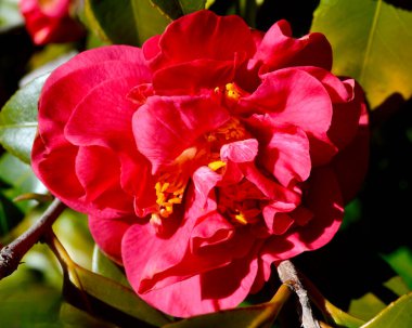 Bahçedeki kırmızı kamelyanın yakın çekimi..