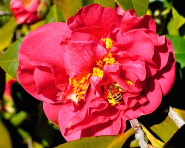 Bir arı kırmızı kamelyadan polen toplar..