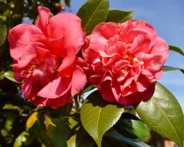 Güzel bir kırmızı kamelyanın yakın çekimi. 