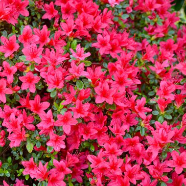 Bahar zamanının resimleri..