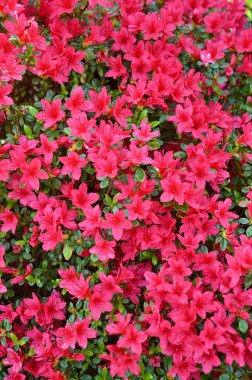 Bahar zamanının resimleri..