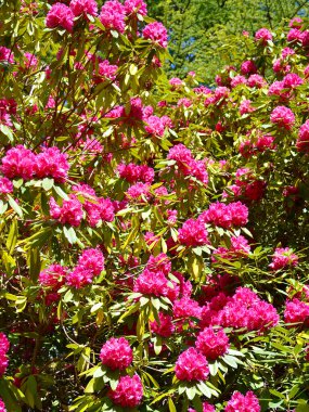 Bahar zamanının resimleri..