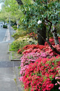 Bahar zamanının resimleri.. 