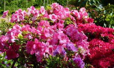 Bahçedeki açelyalar