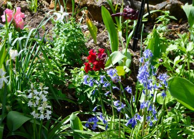 Bahçedeki bahar çiçekleri