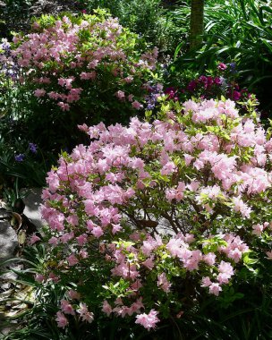 Bahar zamanının renkli ekran görüntüleri.