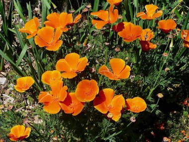 Bahçedeki parlak turuncu çiçekler.