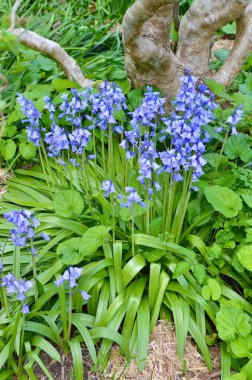 Bahar zamanının renkli ekran görüntüleri. 