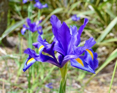 Bahar zamanının renkli ekran görüntüleri. 
