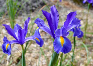 Bahçedeki mavi süsen çiçekleri
