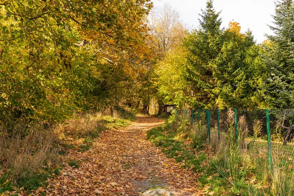 Осенний Лесной Путь Листья Падают Землю Ландшафт Осеннем Фоне Ноябре — стоковое фото