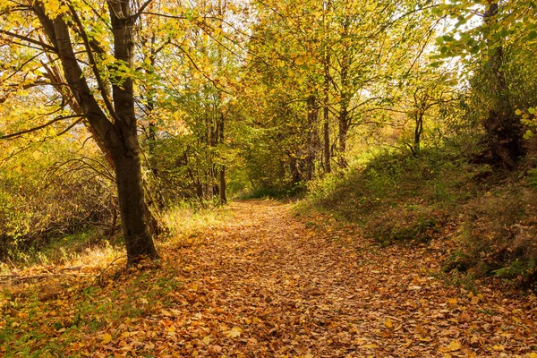 Jesienny Las Drogi Liście Spadają Ziemi Krajobraz Jesiennym Tle Listopadzie — Zdjęcie stockowe