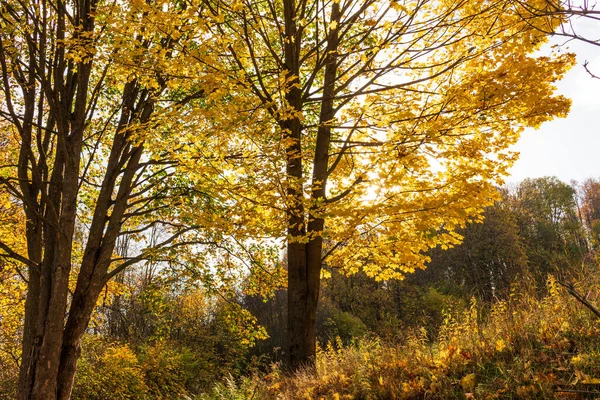 Нижний Вид Вершины Деревьев Осеннем Лесу Великолепная Утренняя Сцена Красочном — стоковое фото