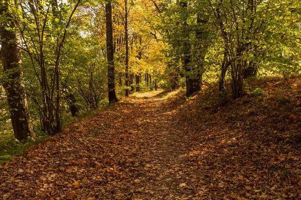 stock image Autumn forest road leaves fall in ground landscape on autumnal background in November