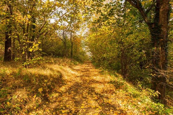 Stock image Autumn forest path. Orange color tree, red brown maple leaves in fall city park. Nature scene in sunset fog Wood in scenic scenery Bright light sun Sunrise of a sunny day, morning sunlight view.