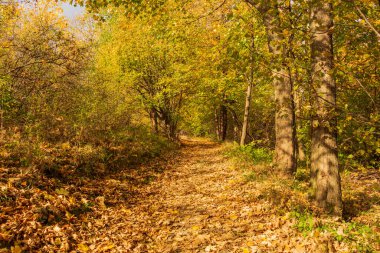 Sonbahar parkına giden yol