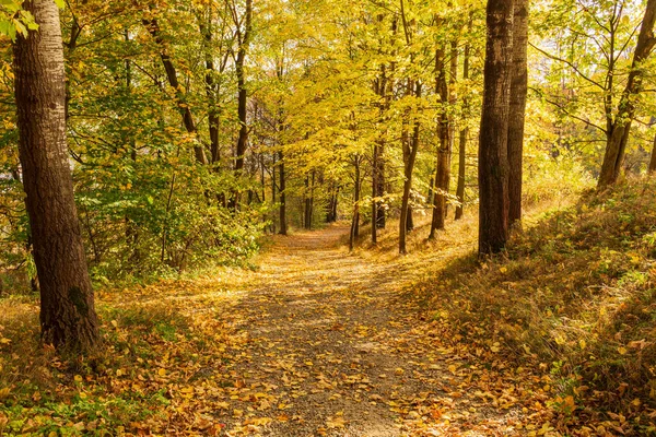 Ścieżka Przez Jesienny Park — Zdjęcie stockowe