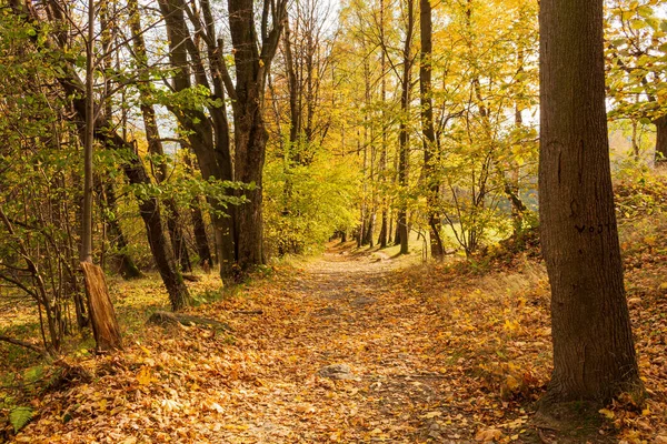 Ścieżka Przez Jesienny Park — Zdjęcie stockowe