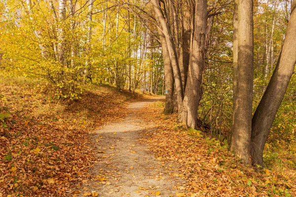 Stock image Autumn forest road leaves fall in ground landscape on autumnal background in November