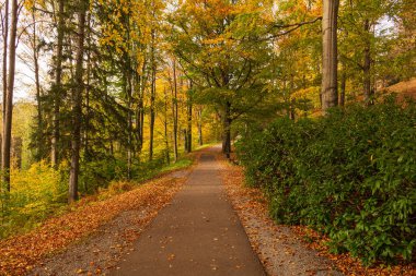 Yeşil çalılar ve yapraklarla çevrili ağaç kozalaklı ormanların ortasında köklerle dolu gizemli bir yol.