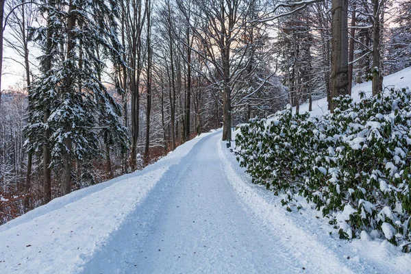 The road through the winter, snowy forest. Trees in the snow. Snow hidden path