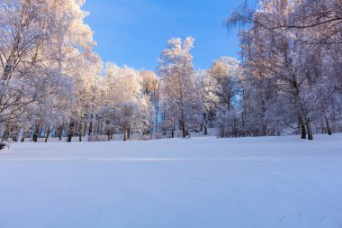 Kış güzel manzarası Ağaç donuyla kaplı ağaçlar