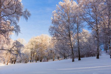 Kış güzel manzarası Ağaç donuyla kaplı ağaçlar