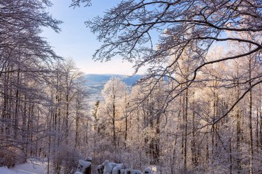 Kış güzel manzarası Ağaç donuyla kaplı ağaçlar
