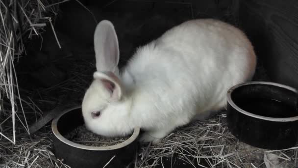 ウサギはウサギの小屋で食べ物を食べている 黒と白のビデオ — ストック動画