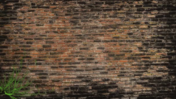 Una Pianta Verde Cresce Vicino Vecchio Muro Mattoni — Video Stock