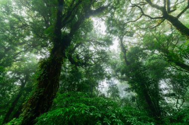 Güzel yağmur ormanları ya da Anka Doi Inthanon Ulusal Parkı 'ndaki doğa yolu, Tayland, seyahat doğa konsepti.