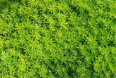 Yeşil Yosun geçmişi. Yıldız Yosunu (POLYTRICHUM COMUNE) Üst görünüm, arkaplan konsepti