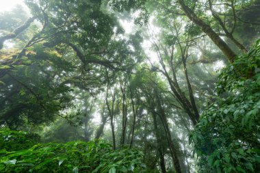 Güzel yağmur ormanları ya da Anka Doi Inthanon Ulusal Parkı 'ndaki doğa yolu, Tayland, seyahat doğa konsepti.