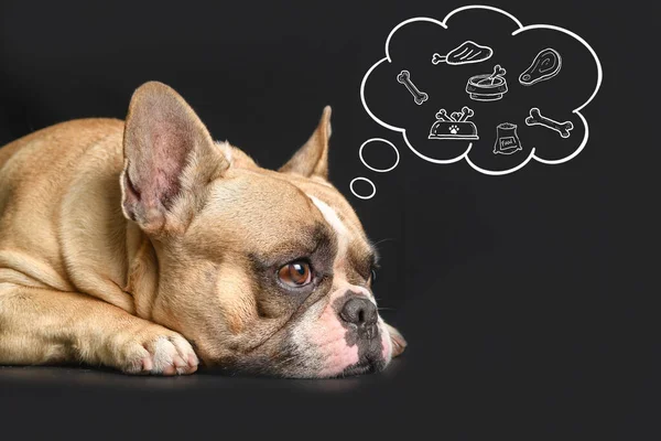 CUte  french bulldog sleeping  with food in speech bubble on black background, hungry or dream concept