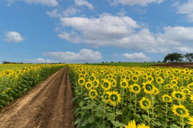 back side of sunflower flower blooming in sunflowers field with white cloudy and blue sky. Popular tourist attractions of Lopburi province. flower field on winter season
