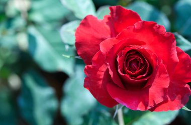 Bahçedeki kırmızı gül manzarası, çiçek arkaplanı ve aşk konsepti