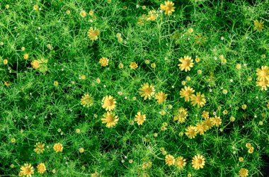 Bahçedeki sarı papatya çiçekleri, çiçek arkaplanı konsepti