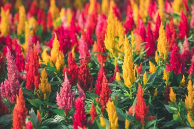 renk dolu Celosia argentea ya da Plumed horoz tarağı bahçede çiçek açıyor, çiçek bahçesi konsepti