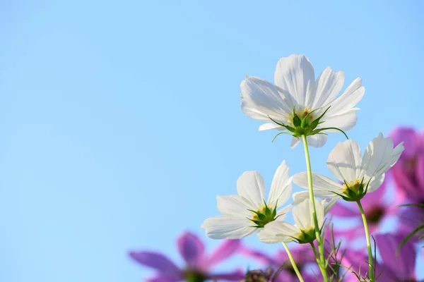 Weißer Kosmos Blauen Himmel Blumenkonzept — Stockfoto