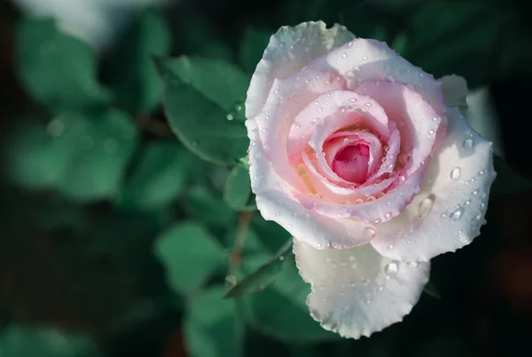 Сверху Светло Розовая Роза Саду Цветок Концепция Любви — стоковое фото