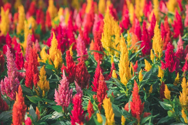 色鮮やかなセロアアルゼンテや庭 花の庭のコンセプトに咲くぬいぐるみ — ストック写真