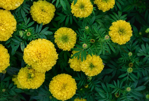 Όμορφο Κίτρινο Λουλούδι Marigolds Στον Κήπο Λουλούδι Φύση Έννοια Φόντο — Φωτογραφία Αρχείου