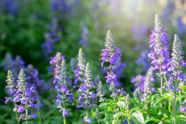 Прекрасний Синій Салвія Цвіте Саду Квіткове Тло Ліцензійні Стокові Фото
